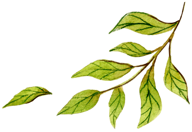 curry-leaf